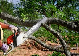 How Our Tree Care Process Works  in Sixteen Mile Stand, OH